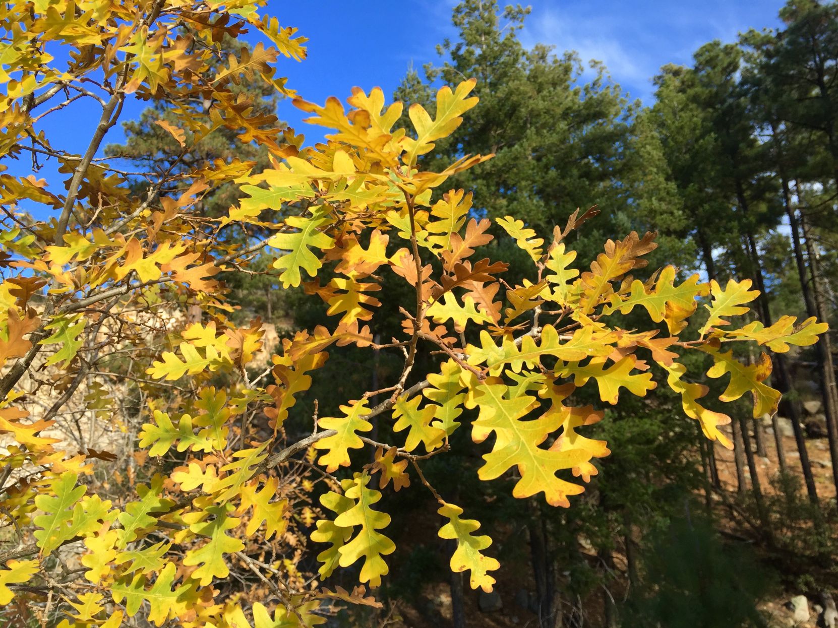 Encore of autumn